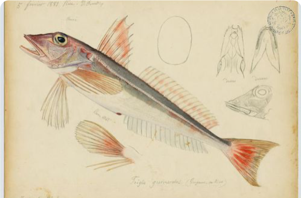 QDataTypes specimen