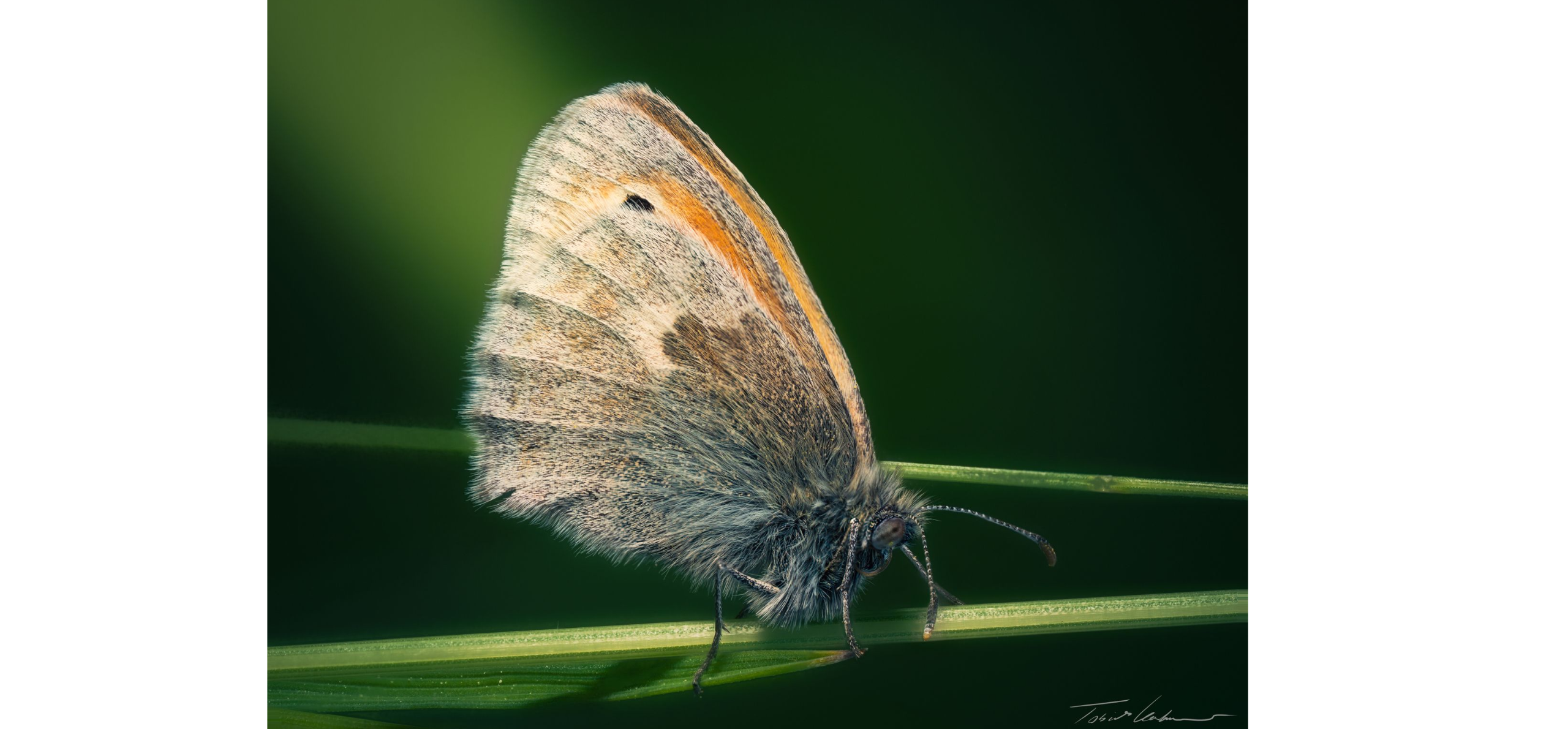 Use Case Practice Coenonympha pamphilus